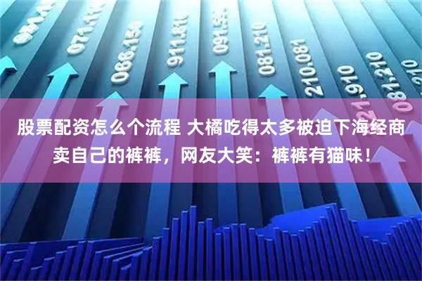 股票配资怎么个流程 大橘吃得太多被迫下海经商卖自己的裤裤，网友大笑：裤裤有猫味！